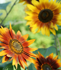 Слънчоглед Фантазия Микс F1 - Helianthus annuus - семена слънчоглед - 6 бр.