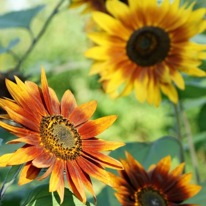 Слънчоглед Фантазия Микс F1 - Helianthus annuus - семена слънчоглед - 6 бр.