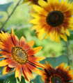 Слънчоглед Фантазия Микс F1 - Helianthus annuus - семена слънчоглед - 6 бр.