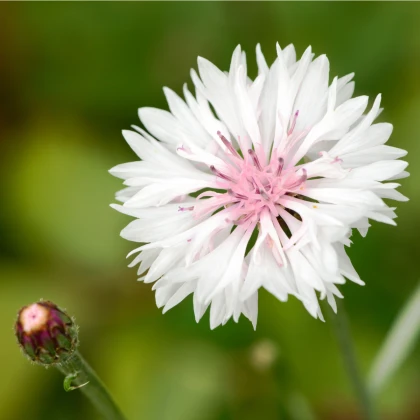 Chrpa luční růžová - Centaurea cyanus - semena chrpy - 65 ks