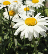 Kopretina bílá Alaska - Chrysanthemum leucanthemum max. - semena kopretiny - 250 ks