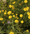 Kopretina osenní Helios - Chrysanthemum segetum - semena kopretiny - 100 ks