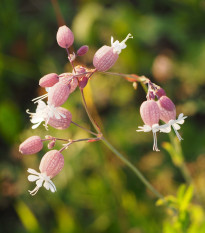 Silenka nadmutá - Silene vulgaris - semena silenky - 150 ks