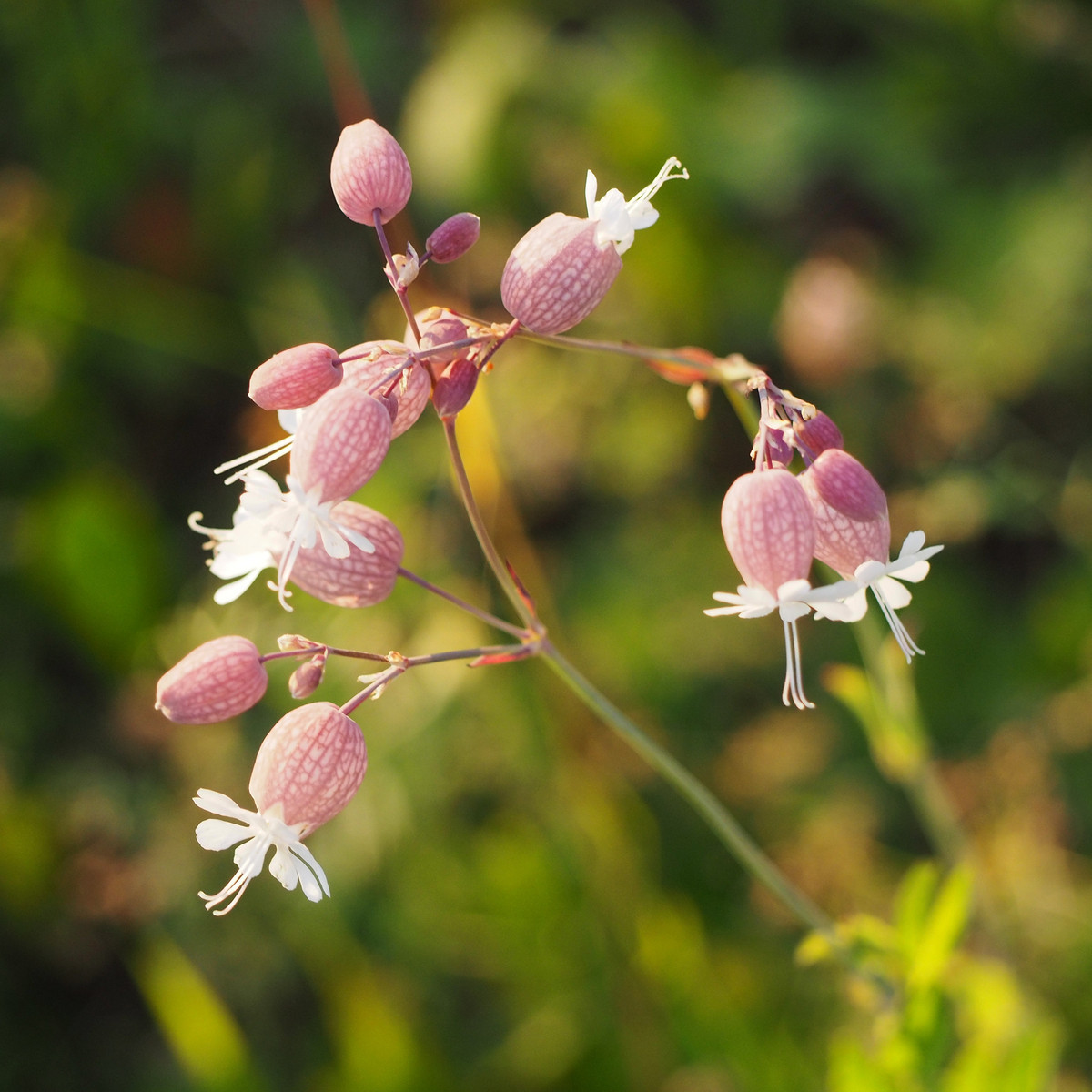 Silenka nadmutá - Silene vulgaris - semena silenky - 150 ks