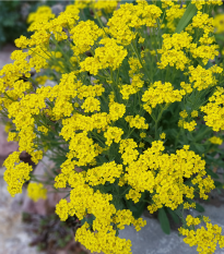 Tařice skalní Gold Dust - Alyssum saxatile - semena tařice - 150 ks
