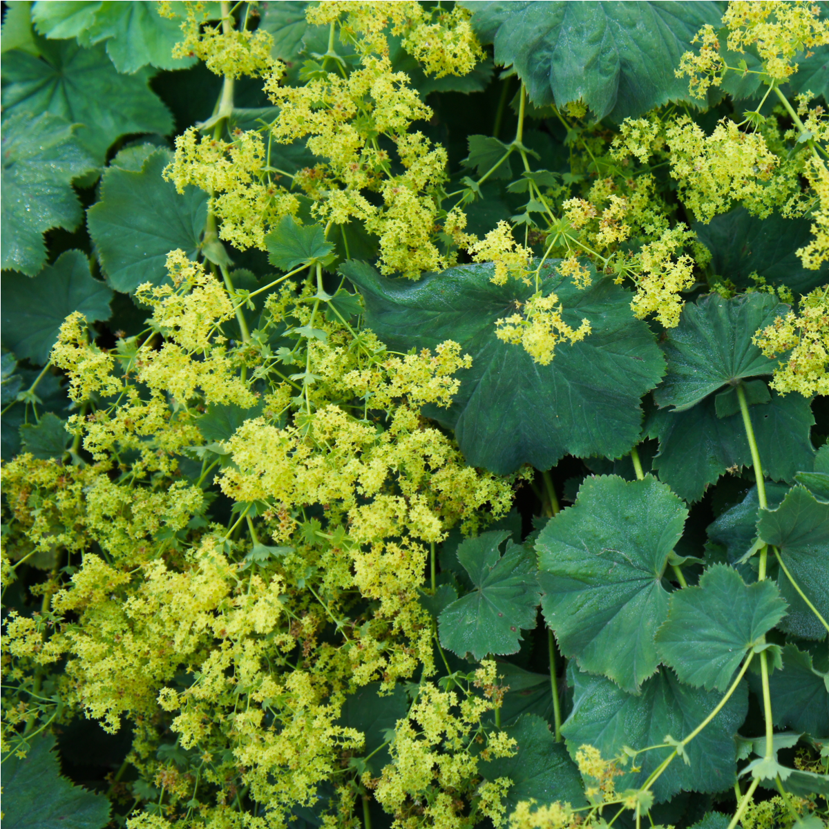 Kontryhel měkký - Alchemilla mollis - semena kontryhelu - 20 ks