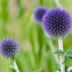 Bělotrn modrý - Echinops ritro - semena bělotrnu - 6 ks