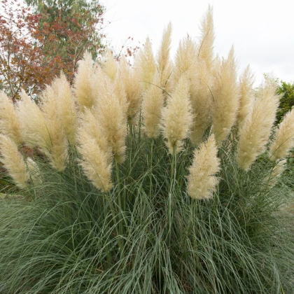 Pampová tráva stříbrná - Pampas - Cortaderia selleona - semena pampové trávy - 10 ks