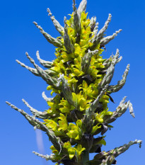 Пуя - Puya chilensis - семена пуя - 20 бр.