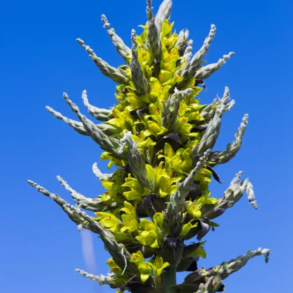 Пуя - Puya chilensis - семена пуя - 20 бр.