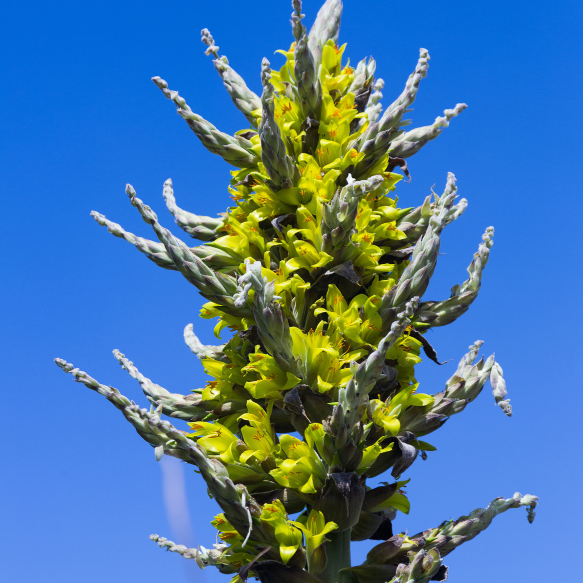 Пуя - Puya chilensis - семена пуя - 20 бр.
