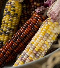 Декоративна царевица Multicolor Amero Mix - Zea mays - семена царевица - 15 бр.