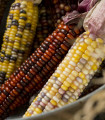 Декоративна царевица Multicolor Amero Mix - Zea mays - семена царевица - 15 бр.