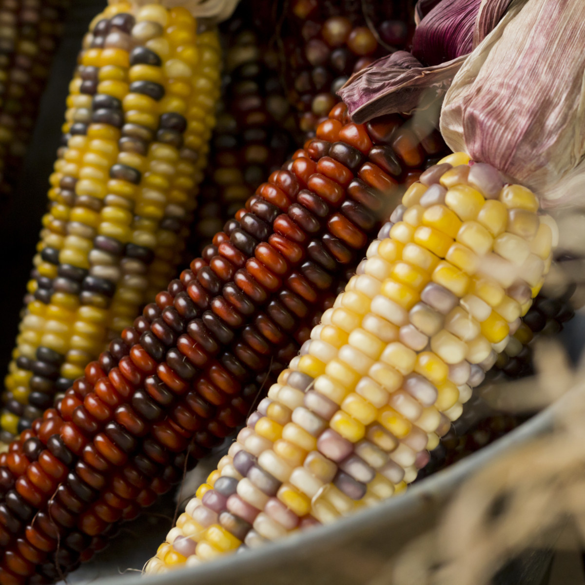 Декоративна царевица Multicolor Amero Mix - Zea mays - семена царевица - 15 бр.