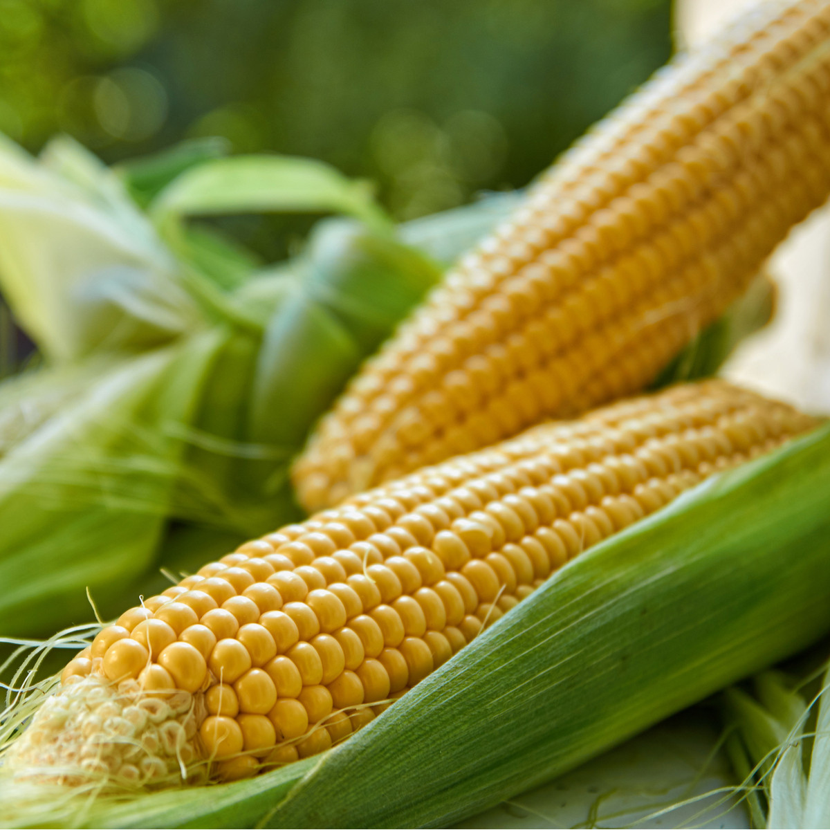 Kukuřice setá Tatonka F1 - Zea Mays L. - semena kukuřice - 15 ks