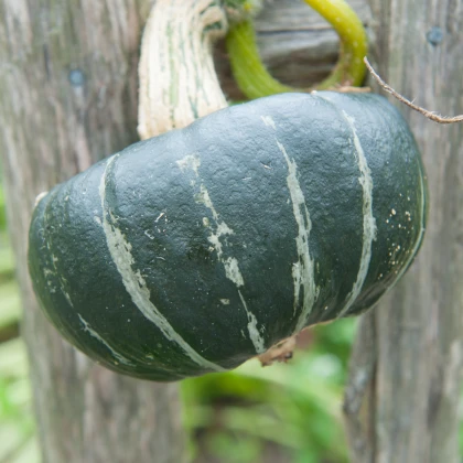 Tykev velkoplodá Buttercup Burgess - Cucurbita maxima - semena tykve - 5 ks
