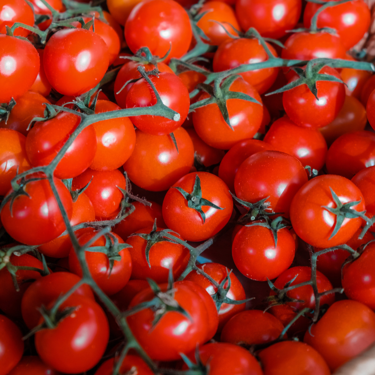 Rajče Cherolla F1 - Solanum lycopersicum - semena rajčete - 5 ks