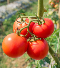 Rajče Karkulka - Solanum lycopersicum - semena rajčete - 20 ks
