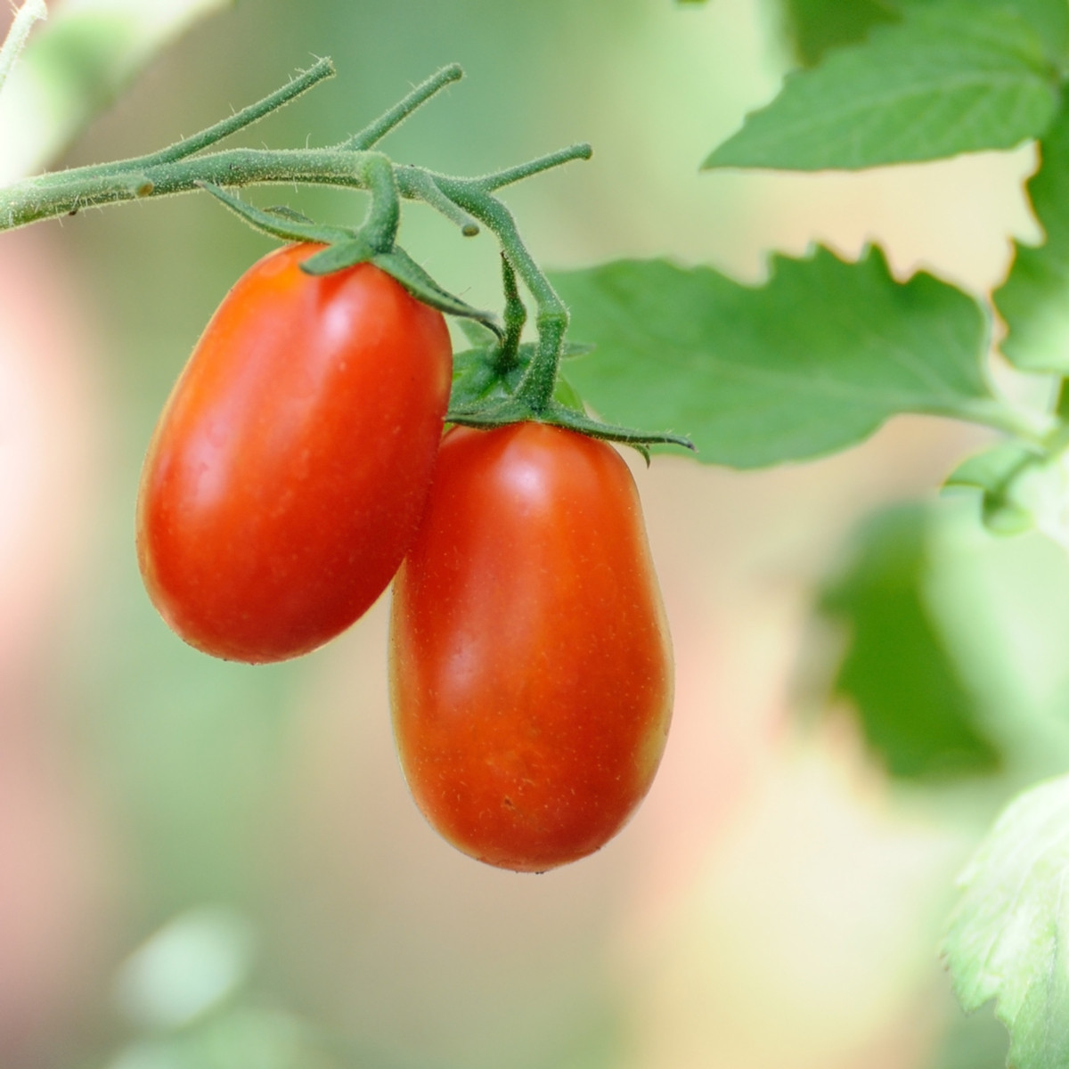Rajče Ravello - Solanum lycopersicum - semena rajčete - 4 ks