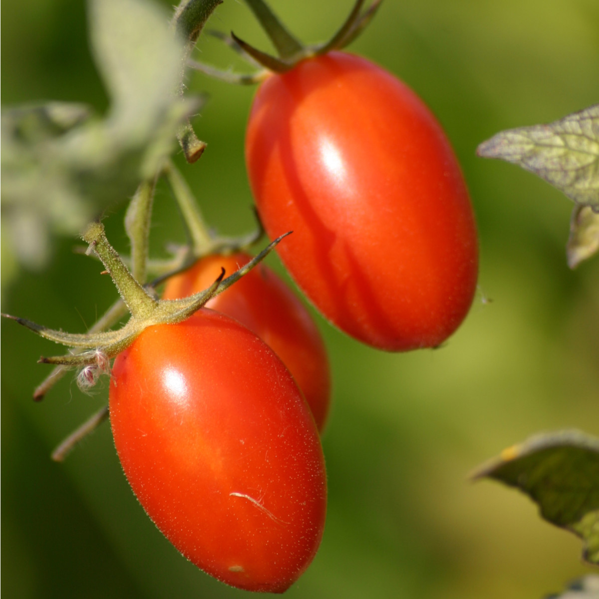 Rajče Roma - Solanum lycopersicum - semena rajčete - 35 ks
