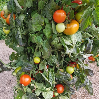 Rajče Rentita - Solanum lycopersicum - semena rajčete - 15 ks