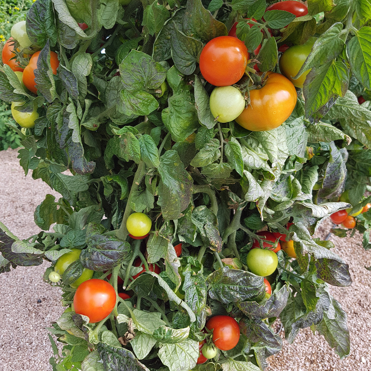 Rajče Rentita - Solanum lycopersicum - semena rajčete - 15 ks