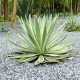 Agáve kalifornské - Agave deserti - semena agáve - 9 ks