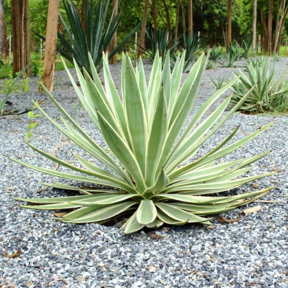 Калифорнийска агава - Agave deserti - семена от агава - 18 бр.