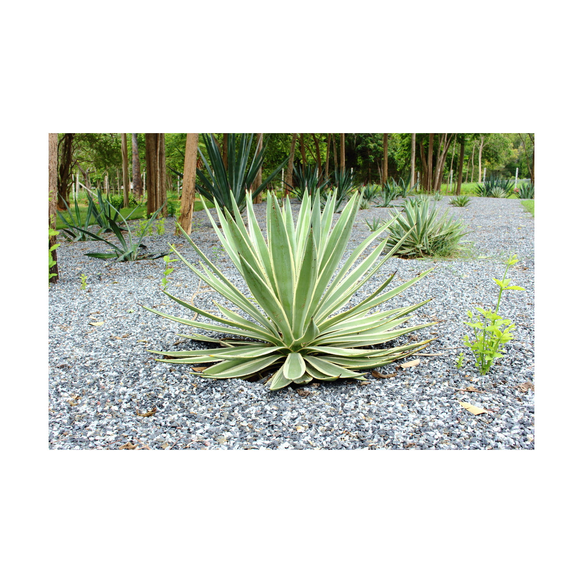 Калифорнийска агава - Agave deserti - семена от агава - 18 бр.