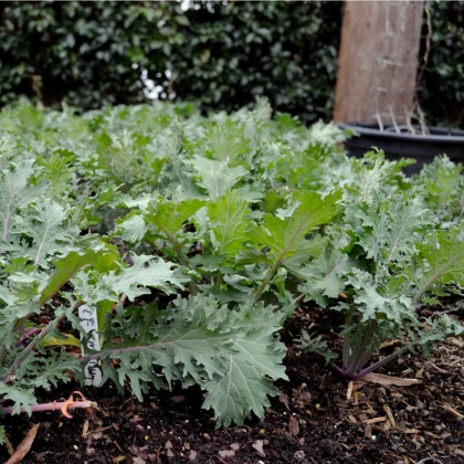 Kadeřávek Red Russian - Brassica oleracea - semena kadeřávku - 150 ks