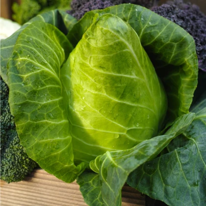 Zelí bílé Filderkraut - Brassica oleracea - semena zelí - 150 ks