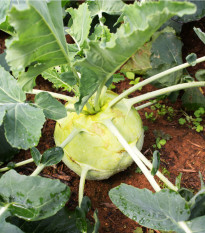 Kedluben bílý pozdní Gigant - Brassica oleracea - semena kedlubnu - 100 ks