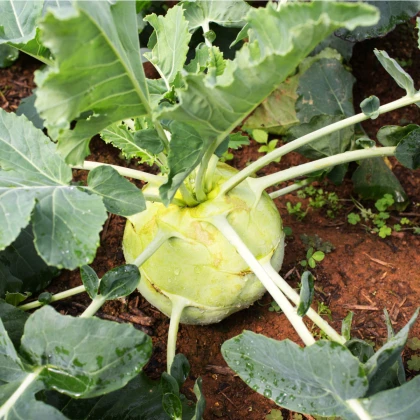 Kedluben bílý pozdní Gigant - Brassica oleracea - semena kedlubnu - 100 ks