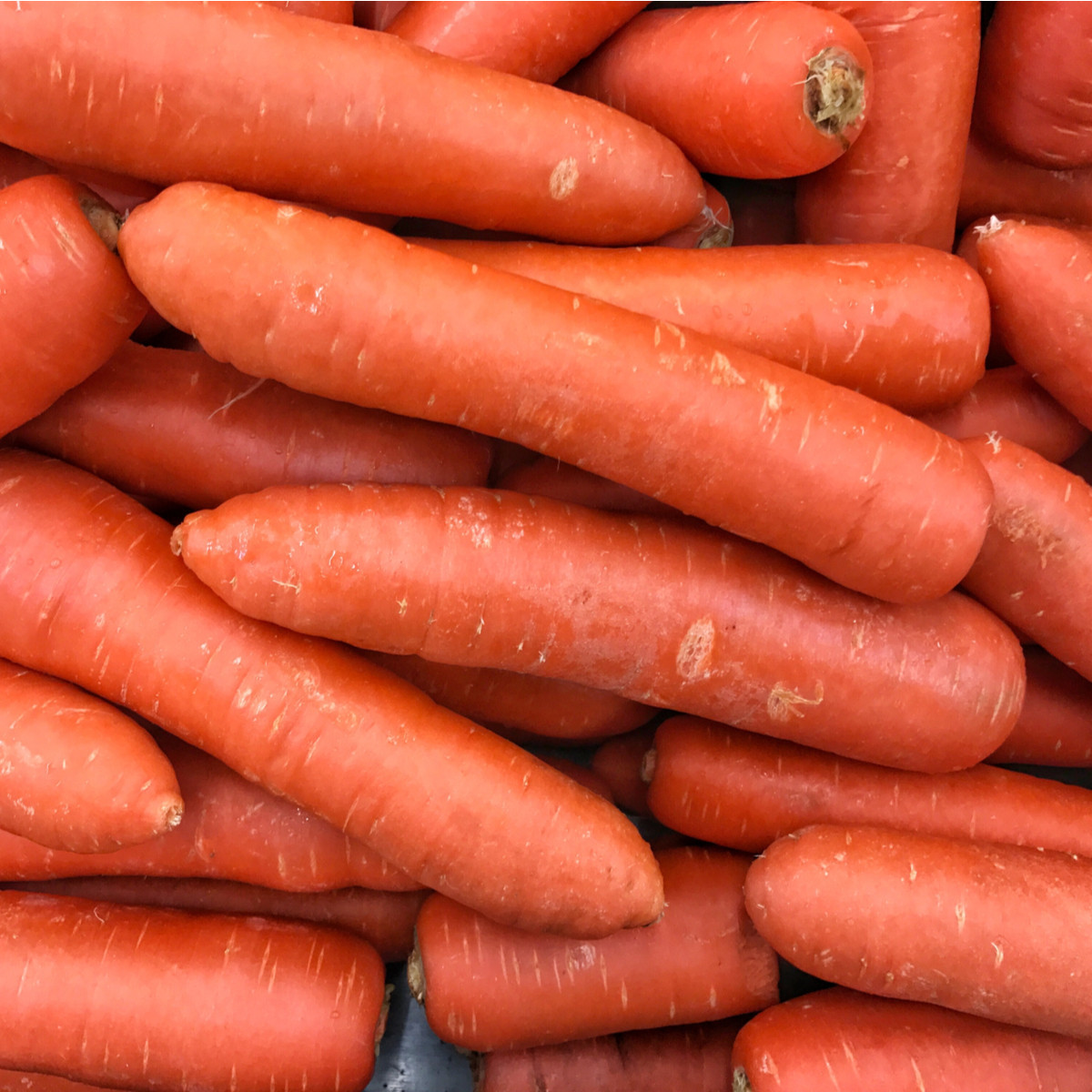 Mrkev raná Nantaise - Daucus carota - semena mrkve - 900 ks