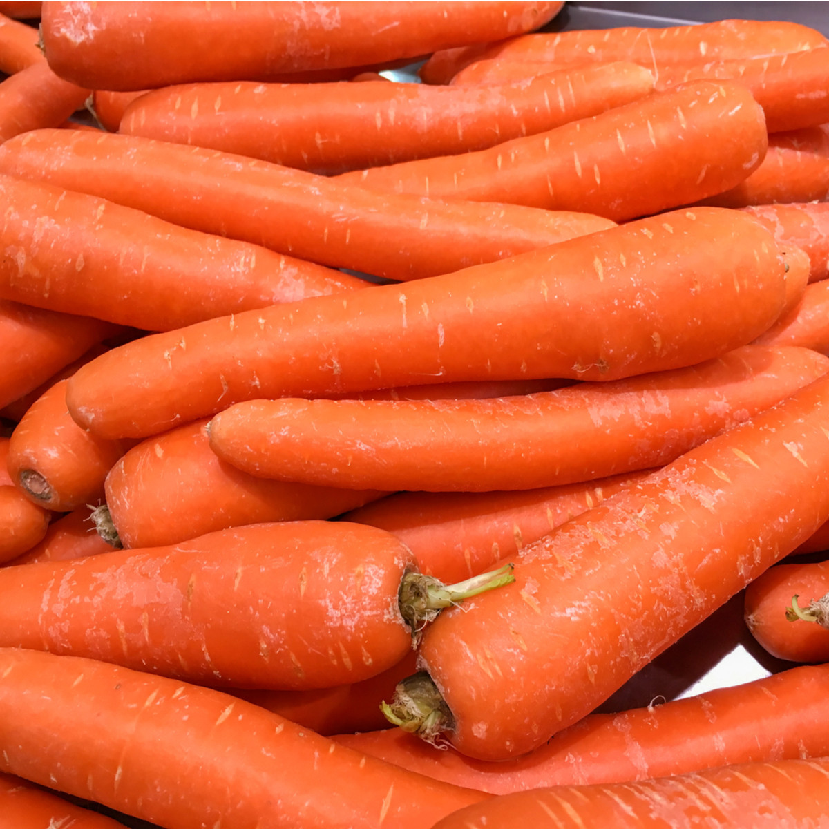 Mrkev Lange Rote Strumpfe - Daucus carota - semena mrkve - 900 ks