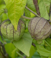 Mochyně dužnoplodá - Tomatillo - Physalis philadelphica - semena mochyně - 5 ks