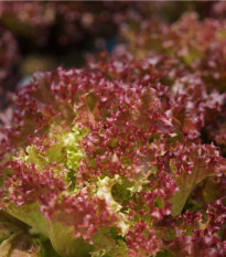 Salát listový kadeřavý Lollo Rossa - Lactuca sativa - semena salátu - 400 ks