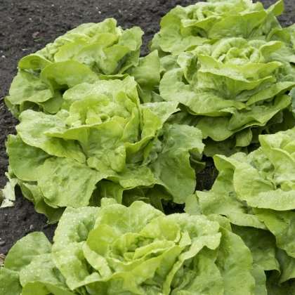 Salát hlávkový Attractie - Lactuca sativa - semena salátu - 100 ks
