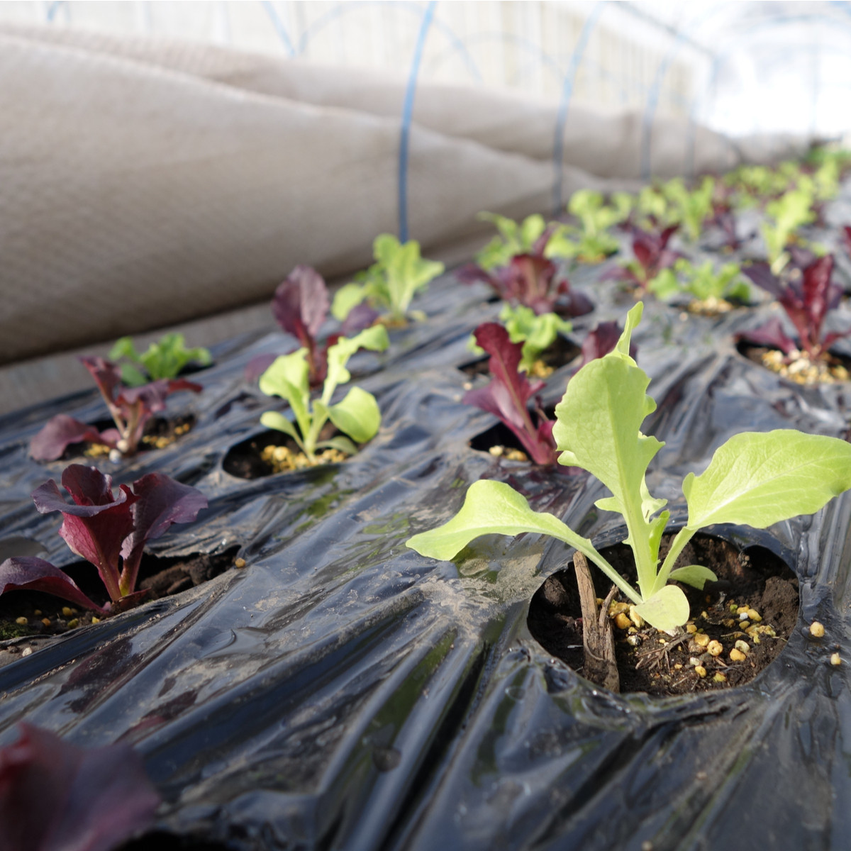 Salát na balkón Baby Leaf - Lactuca sativa - semena salátu - 100 ks