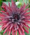 Kaktusovitá jiřinka Chat Noir - Dahlia hybrida - cibuloviny - 1 ks