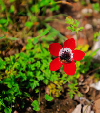 Sasanka Hollandia - Anemone - hlízy sasanky - 3 ks