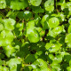 Portulák zimní - Batolka prorostlá - Claytonia perfoliata - semena batolky - 100 ks