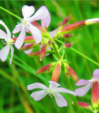 Mydlice lékařská - Saponaria officinalis - semena mydlice - 15 ks