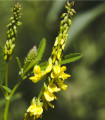 Komonice lékařská - Melilotus officinalis - semena komonice - 30 ks
