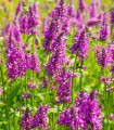 Bukvice lékařská - Betonica officinalis - semena bukvice - 20 ks