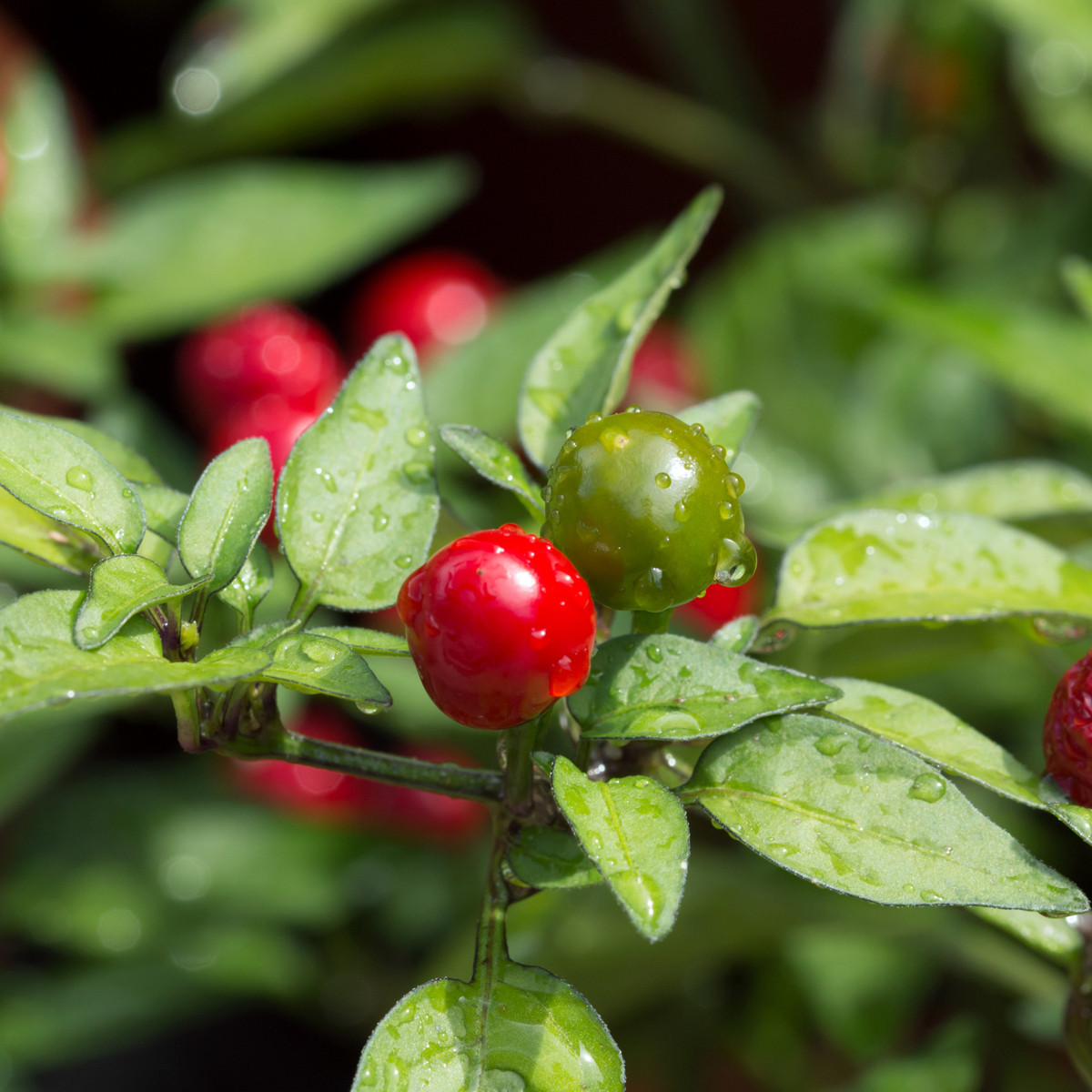 Chilli Tepin - Capsicum annuum - semena chilli - 7 ks
