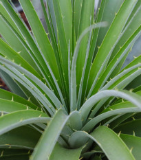 Пуя - Puya mirabilis - семена пуя - 20 бр.