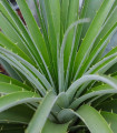 Puja - Puya mirabilis - semena puyi - 5 ks
