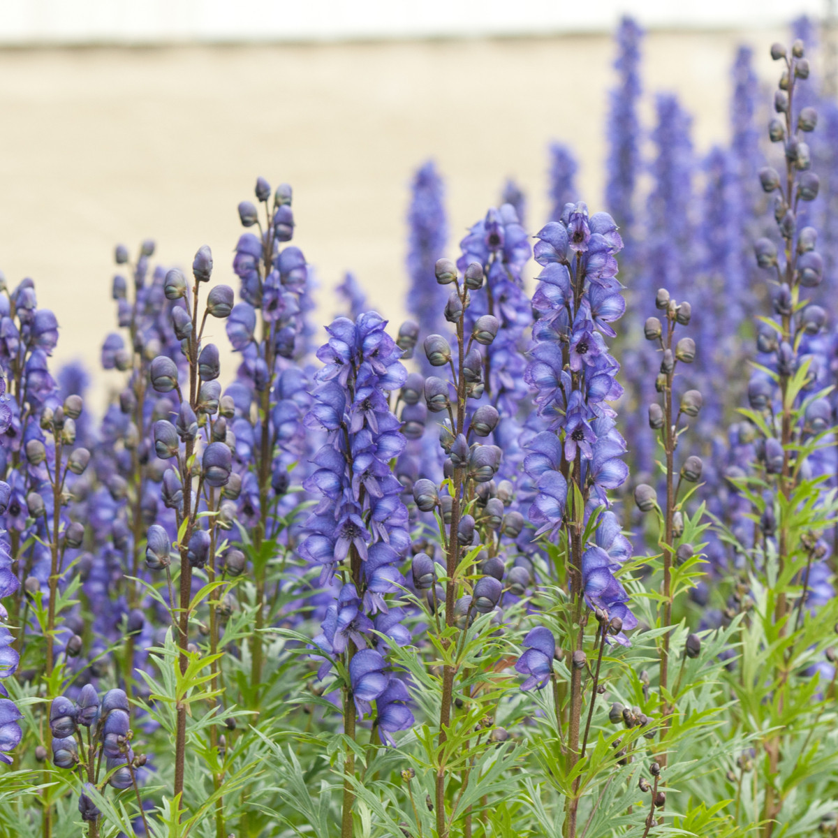 Oměj horský - Šalamounek - Aconitum napellus - semena oměje - 8 ks