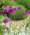 Česnek okrasný fialový - Allium purple sensation - cibule okrasného česneku - 3 ks